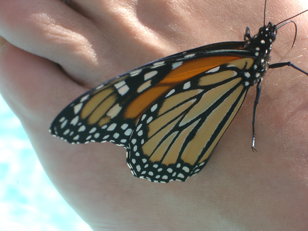 [Monarch+Butterfly+3+(50%).jpg]